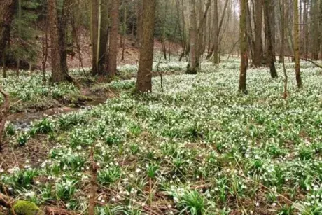Březnová Nekoř 2015