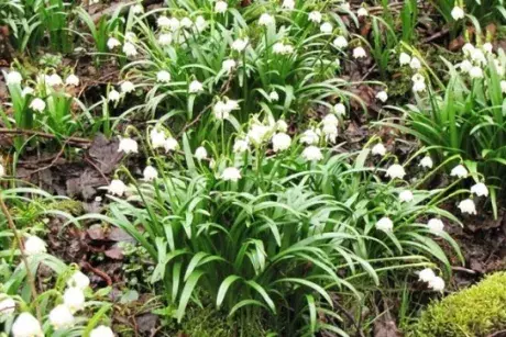 Březnová Nekoř 2015