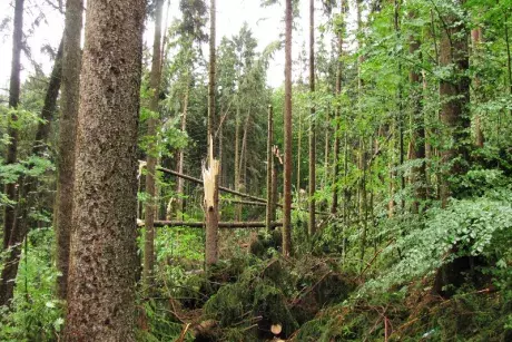 Následky noční bouře 8.7.5015