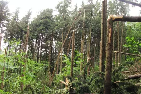 Následky noční bouře 8.7.5015