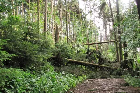 Následky noční bouře 8.7.5015