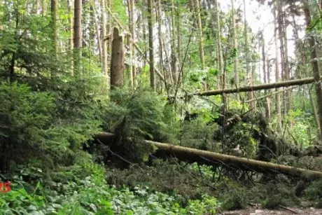 Červnové a červencové události