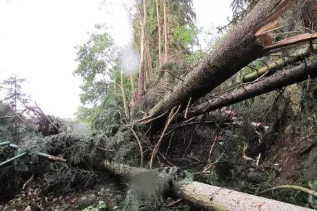 Následky noční bouře 8.7.5015