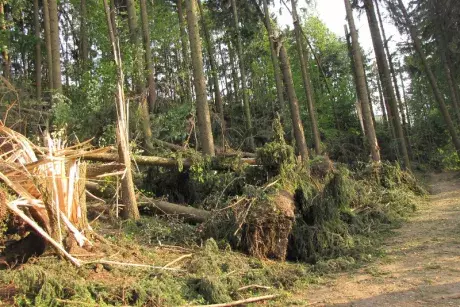 Následky noční bouře 8.7.5015