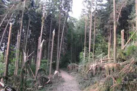 Následky noční bouře 8.7.5015