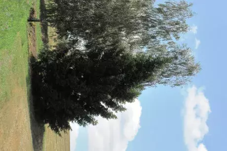 Následky noční bouře 8.7.5015