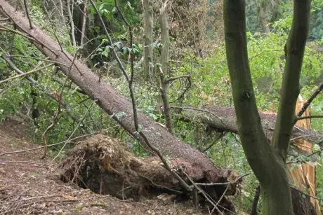 Následky noční bouře 8.7.5015