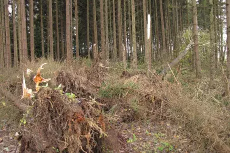 Následky vichřice Herwart