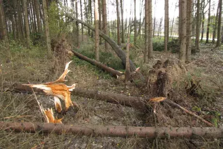 Následky vichřice Herwart