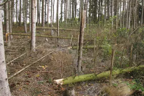 Následky vichřice Herwart