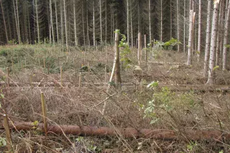 Následky vichřice Herwart