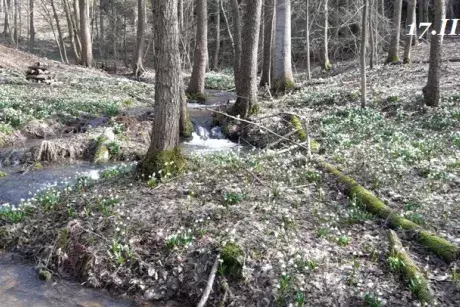 Zima, předjaří 2019