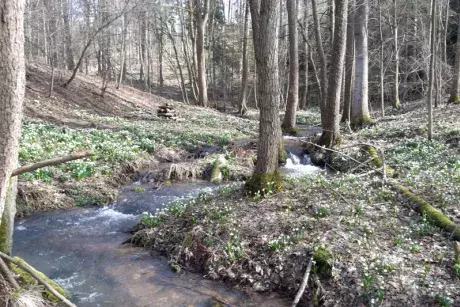 Bledule v lokalitě Pod Borky