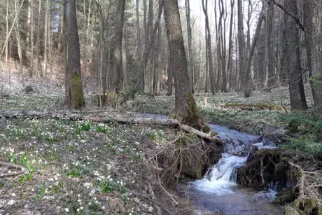 Bledule v lokalitě Pod Borky