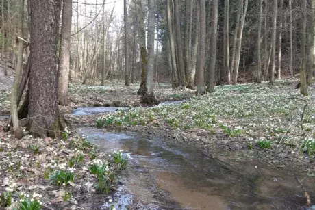 Bledule v lokalitě Pod Borky