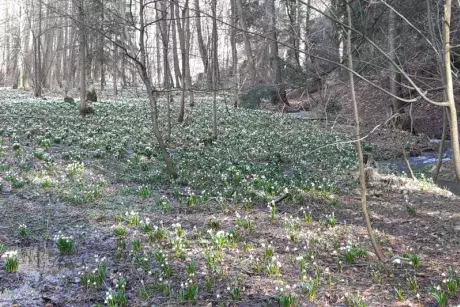 Bledule v lokalitě Pod Borky
