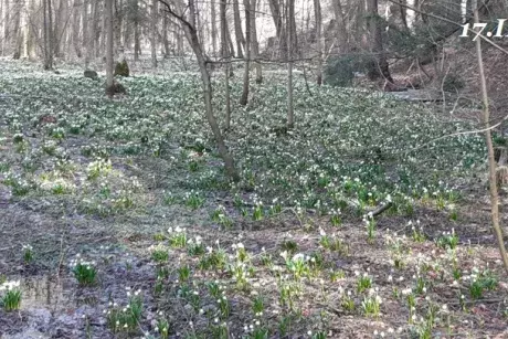 Zima, předjaří 2019