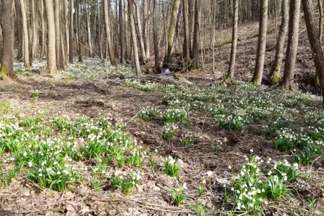 Bledule v lokalitě Pod Borky