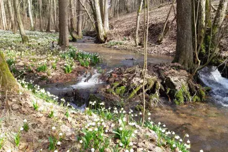 Bledule v lokalitě Pod Borky