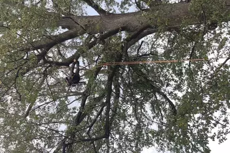 Prořez památných lip