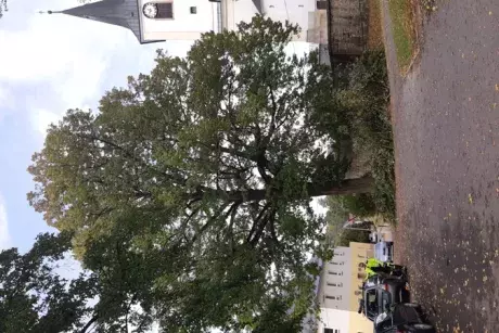 Prořez památných lip