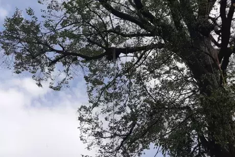 Prořez památných lip