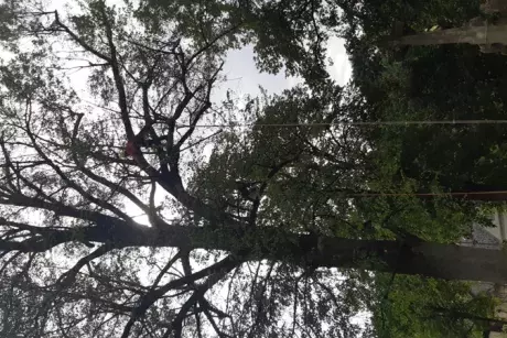 Prořez památných lip