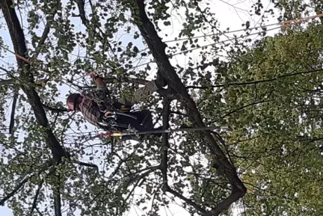 Prořez památných lip