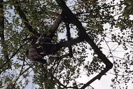 Prořez památných lip