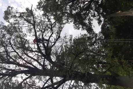 Prořez památných lip