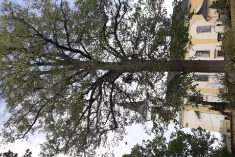 Prořez památných lip