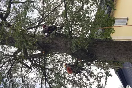 Prořez památných lip