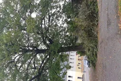 Prořez památných lip