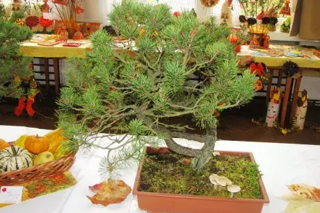 Podzimní výstava 2014